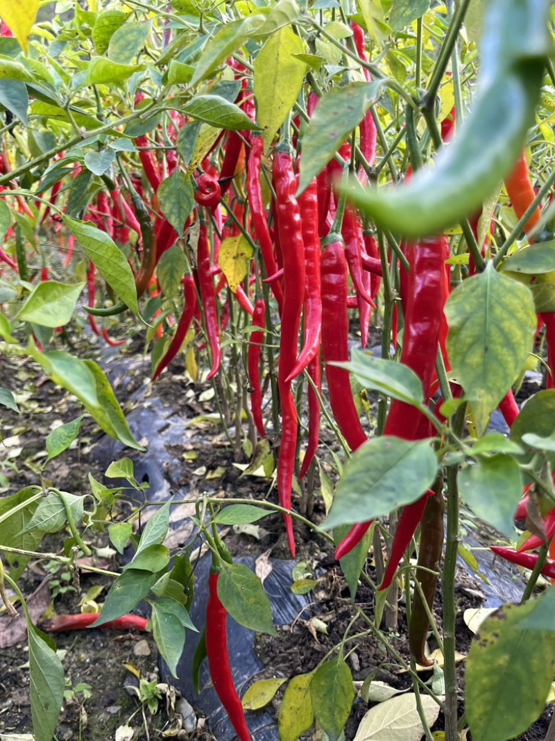 辣椒🌶️