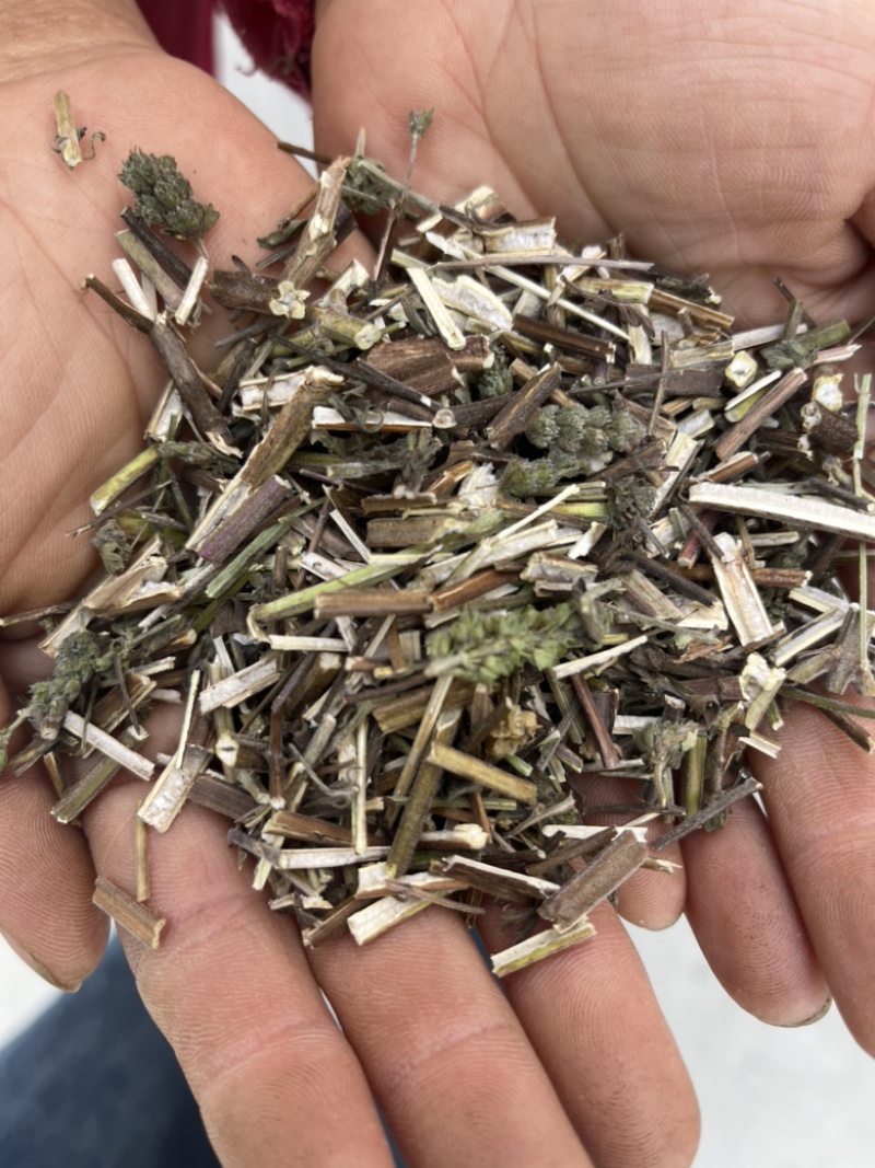 荆芥。全荆芥过筛干净新货上市低价出售文斌药业