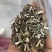 荆芥。全荆芥过筛干净新货上市低价出售文斌药业