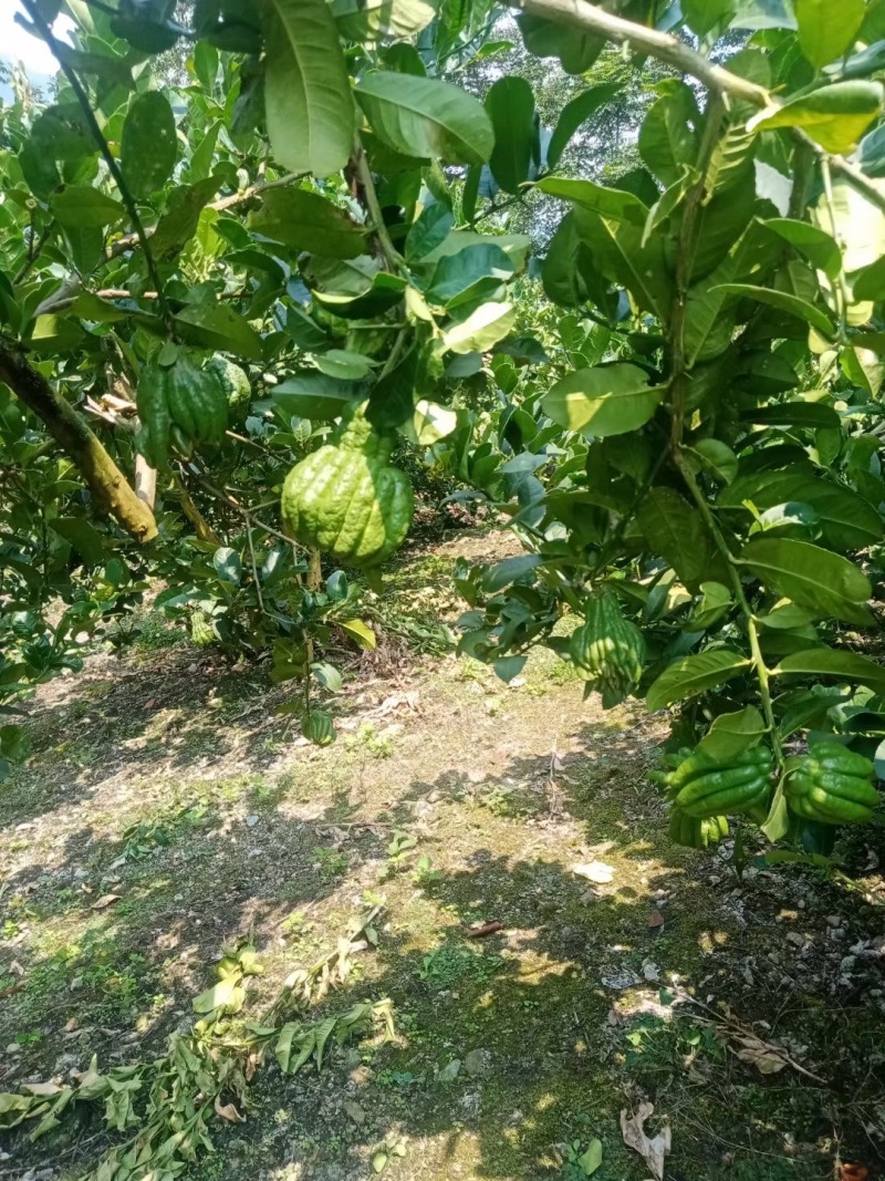 佛手柑苗，包技术，包回收，