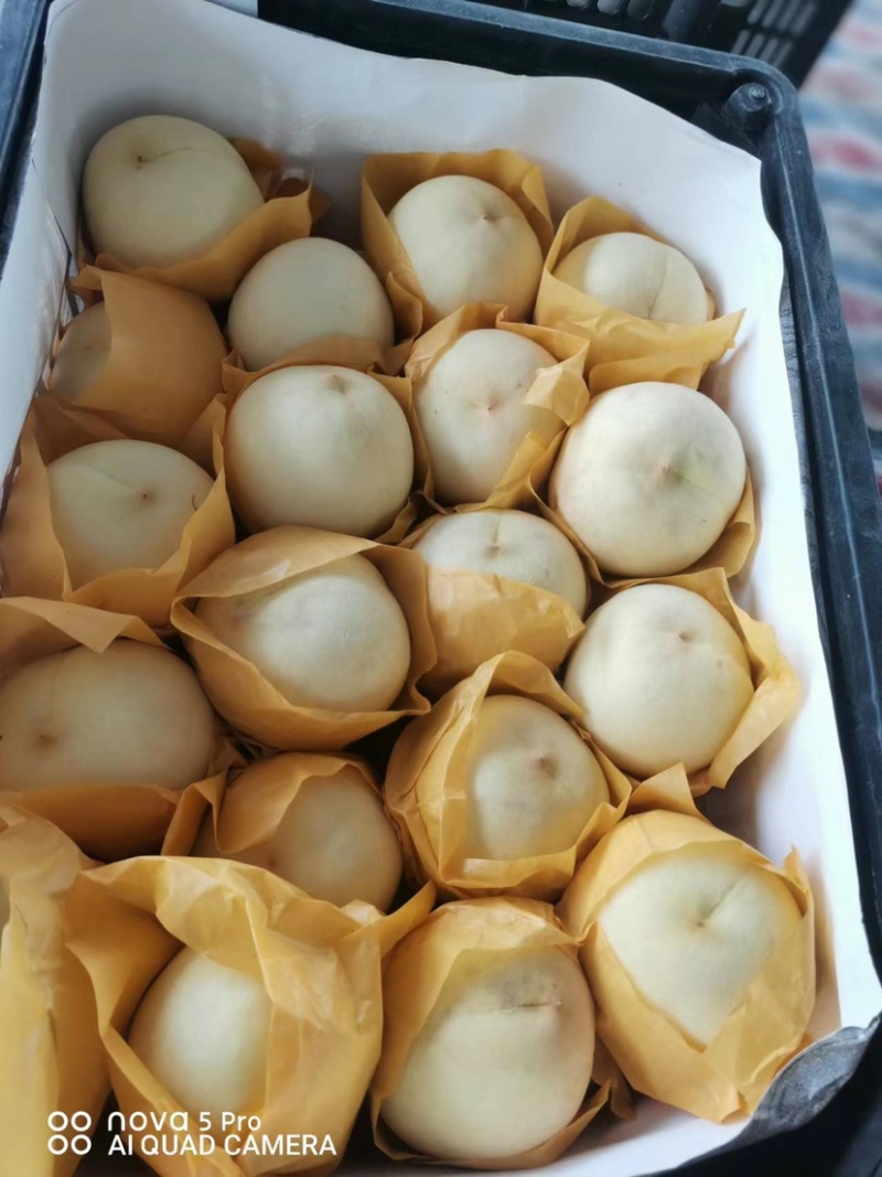 江苏产地高甜度金秋红蜜白桃