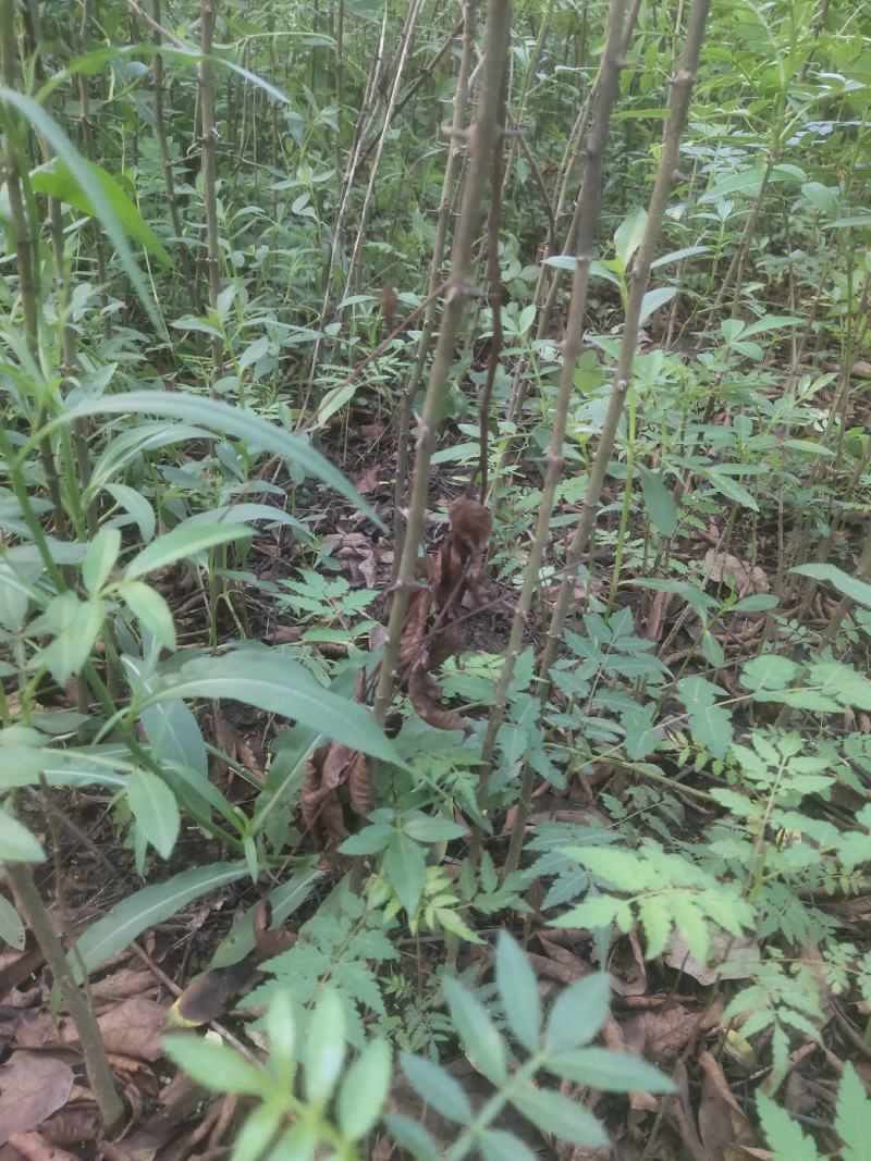 ，藤椒苗，假一陪十，可以技术指导，可以实地考