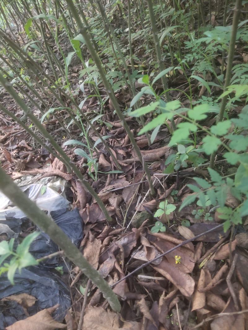 ，藤椒苗，假一陪十，可以技术指导，可以实地考