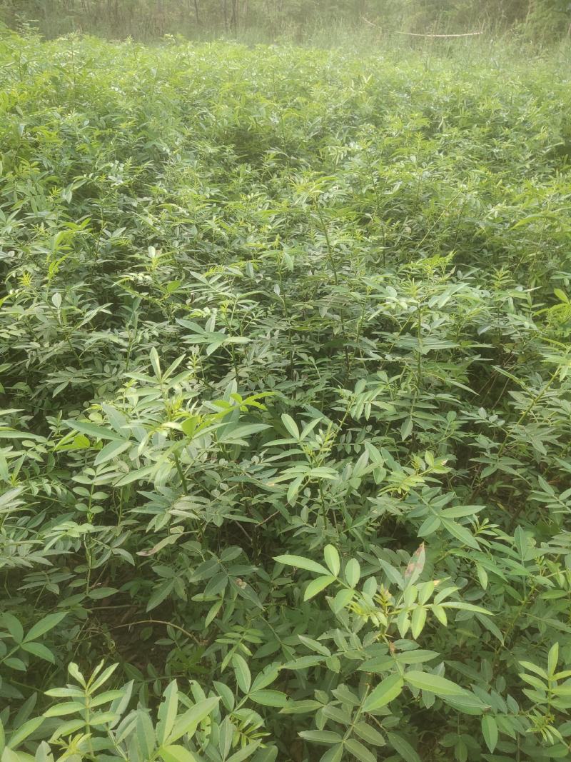 ，藤椒苗，假一陪十，可以技术指导，可以实地考