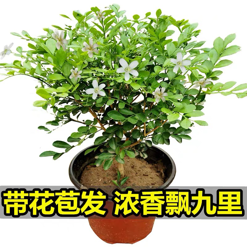 【有好货】九里香九里香盆景九里香盆栽九里香苗