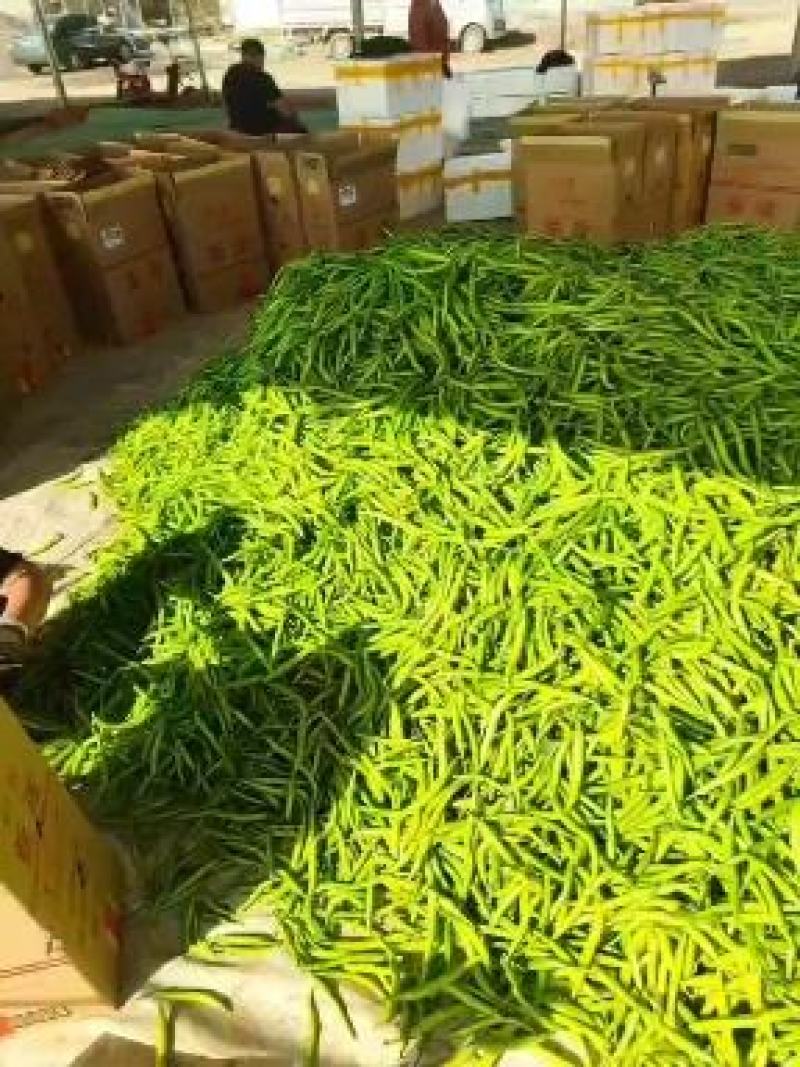 （推荐）杭椒大量上市，山东杭椒物美价廉。量大从优货源充足