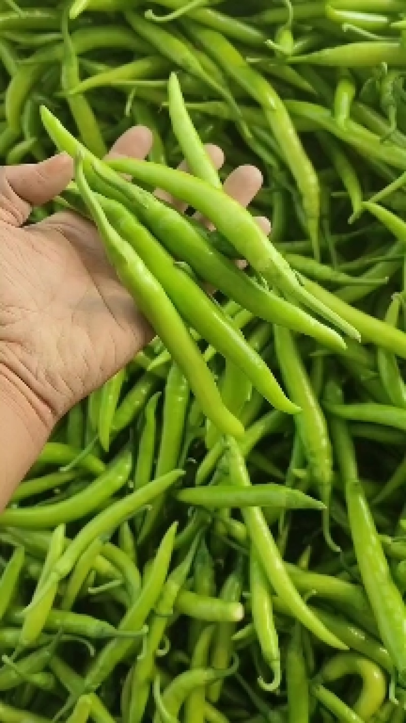 （推荐）杭椒大量上市，山东杭椒物美价廉。量大从优货源充足