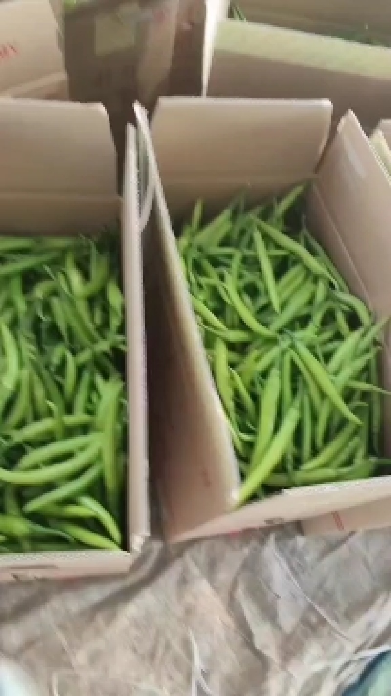 （推荐）杭椒大量上市，山东杭椒物美价廉。量大从优货源充足