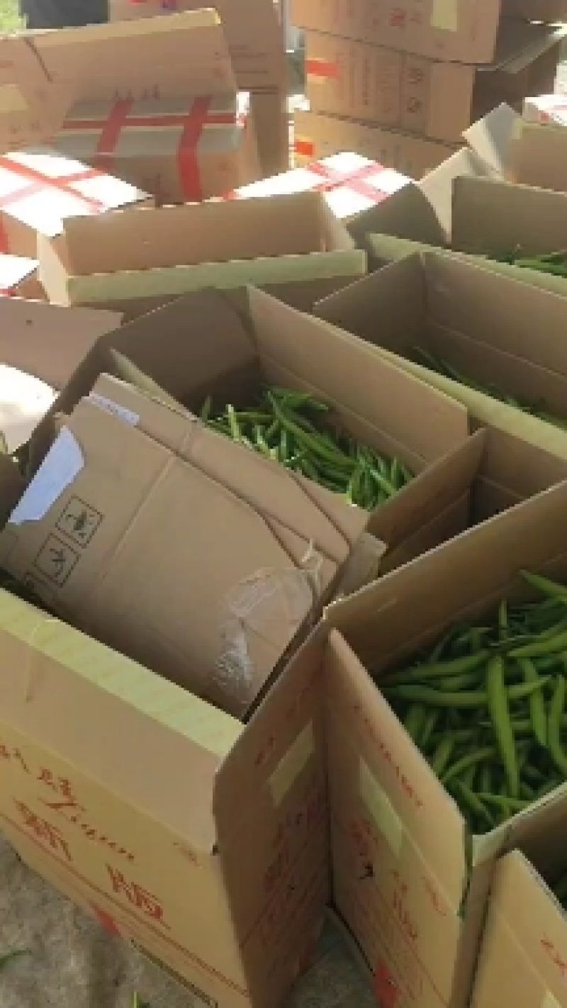（推荐）杭椒大量上市，山东杭椒物美价廉。量大从优货源充足