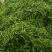 （推荐）杭椒大量上市，山东杭椒物美价廉。量大从优货源充足