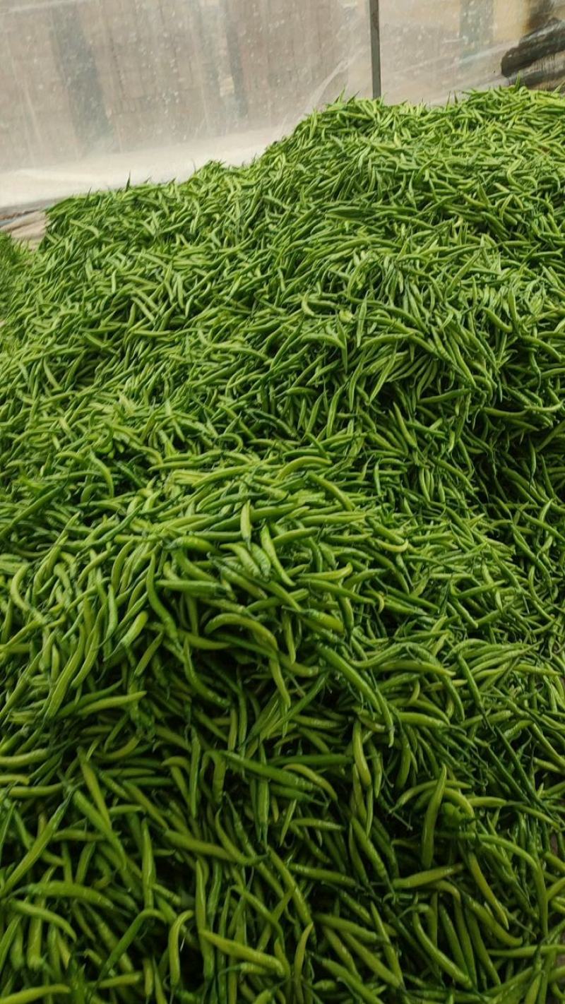 （推荐）杭椒大量上市，山东杭椒物美价廉。量大从优货源充足