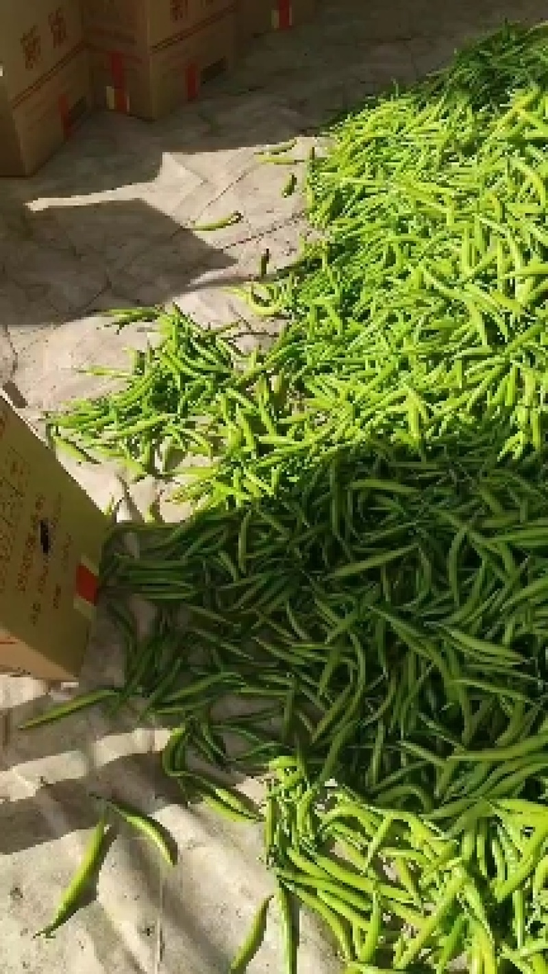 （推荐）杭椒大量上市，山东杭椒物美价廉。量大从优货源充足
