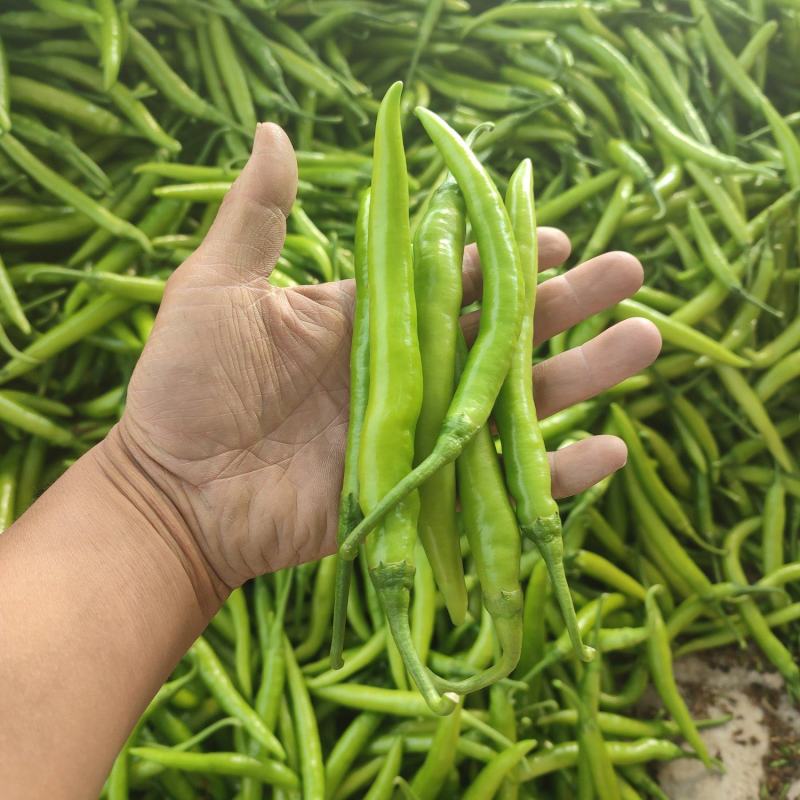 （推荐）杭椒大量上市，山东杭椒物美价廉。量大从优货源充足