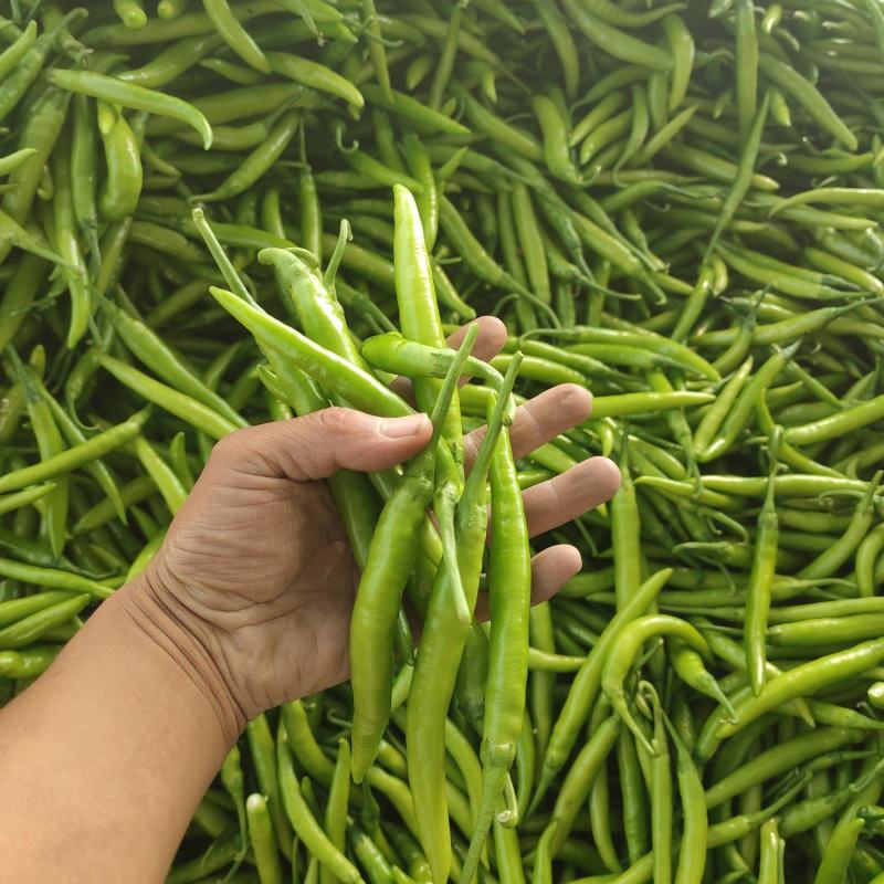 （推荐）杭椒大量上市，山东杭椒物美价廉。量大从优货源充足
