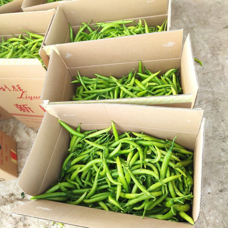 （推荐）杭椒大量上市，山东杭椒物美价廉。量大从优货源充足