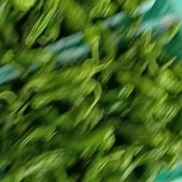 山东枣庄芜湖椒大量上市价格不高欢迎各位老板前来选购