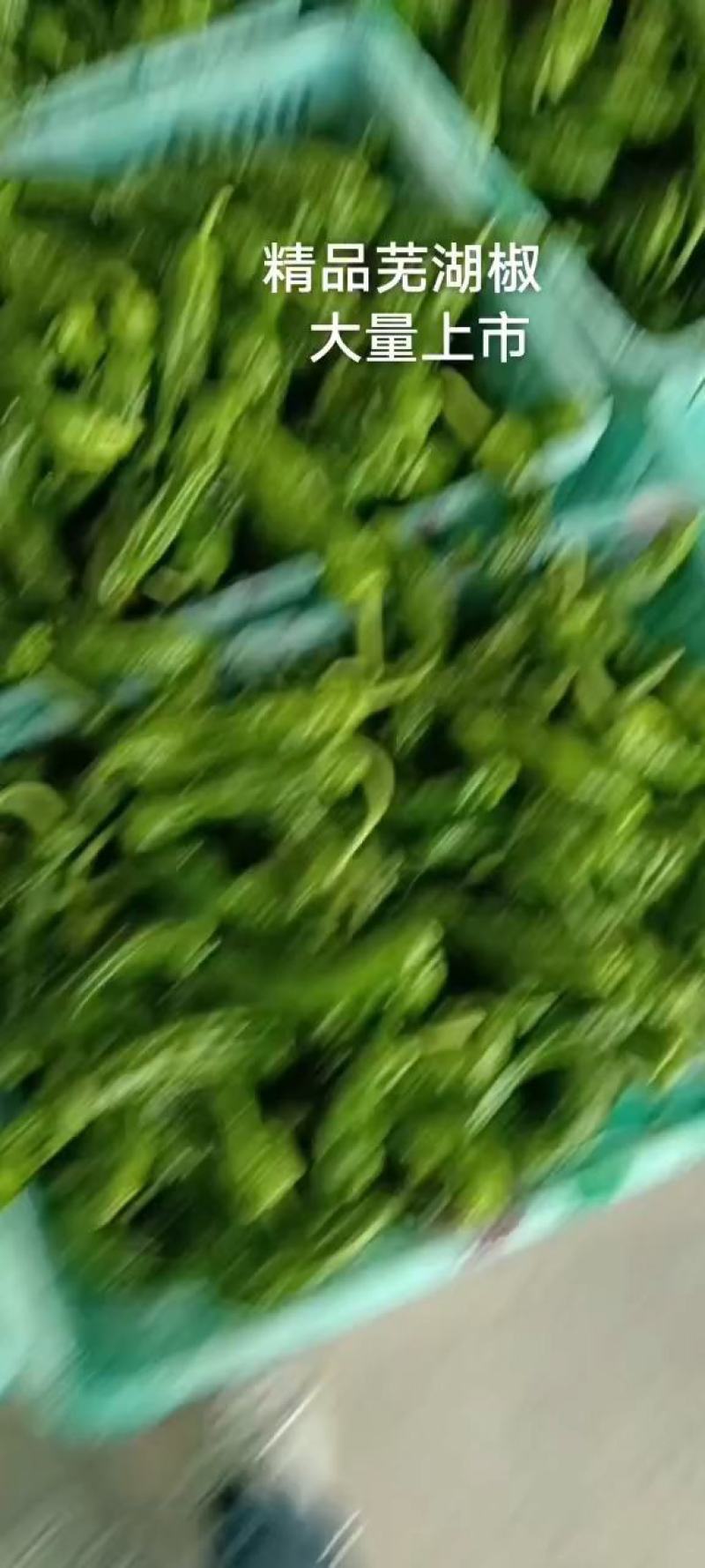 山东枣庄芜湖椒大量上市价格不高欢迎各位老板前来选购