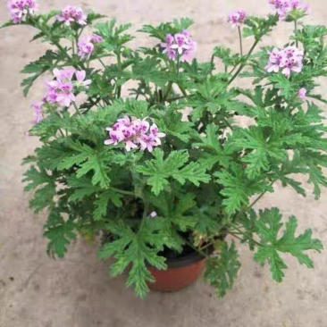 驱蚊草植物清香胡椒木盆栽室内好养净化空气绿植九里香千里眼
