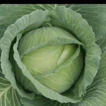 莲花白