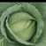 莲花白