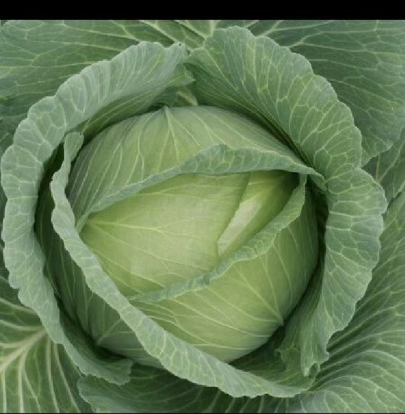 莲花白