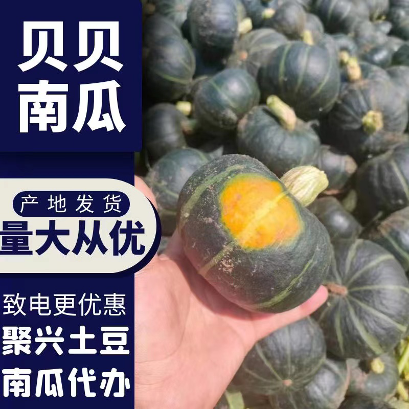 精品贝贝南瓜粉糯香甜质量保证售后保证欢迎来电