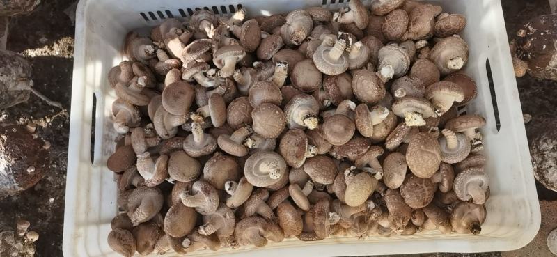 自家种植基地采摘精品香菇已上市欢迎新老客户订购