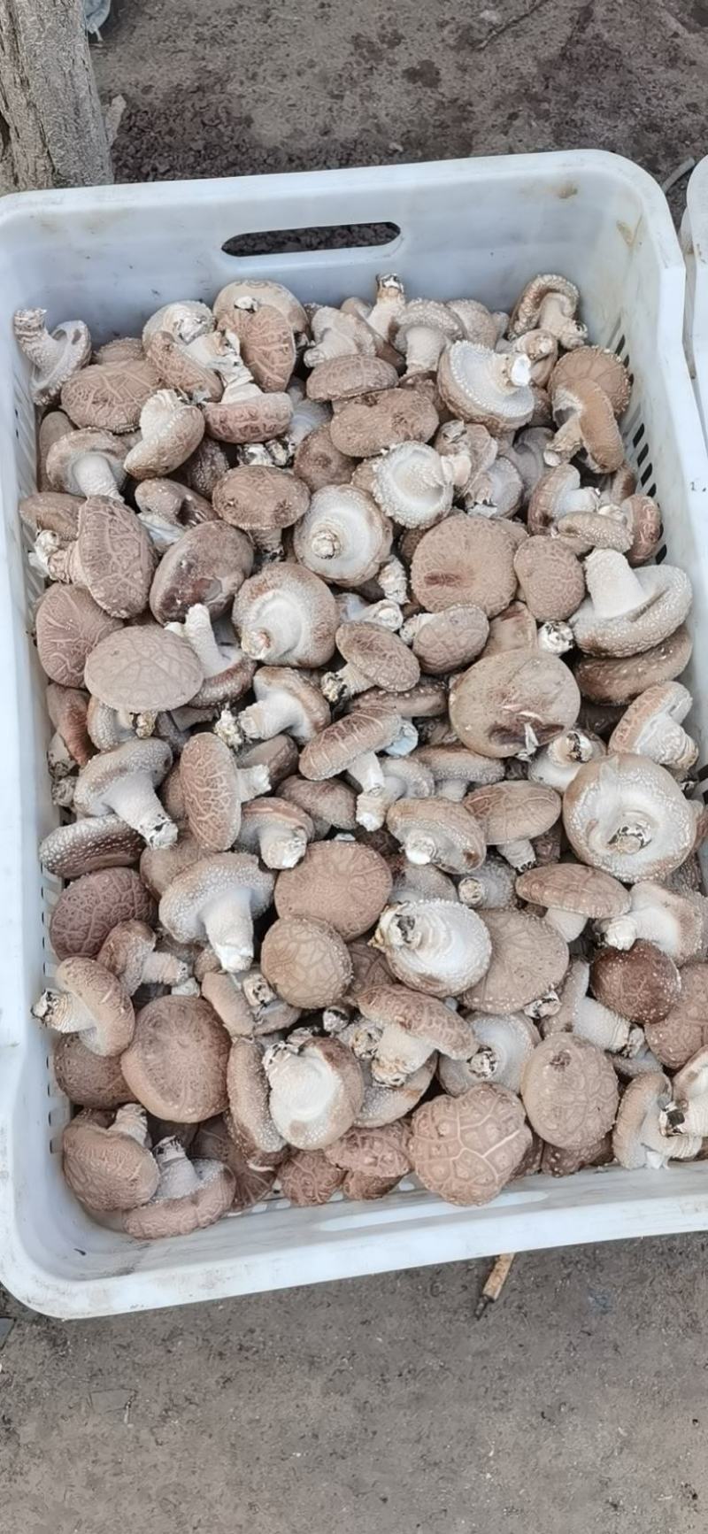 自家种植基地采摘精品香菇已上市欢迎新老客户订购