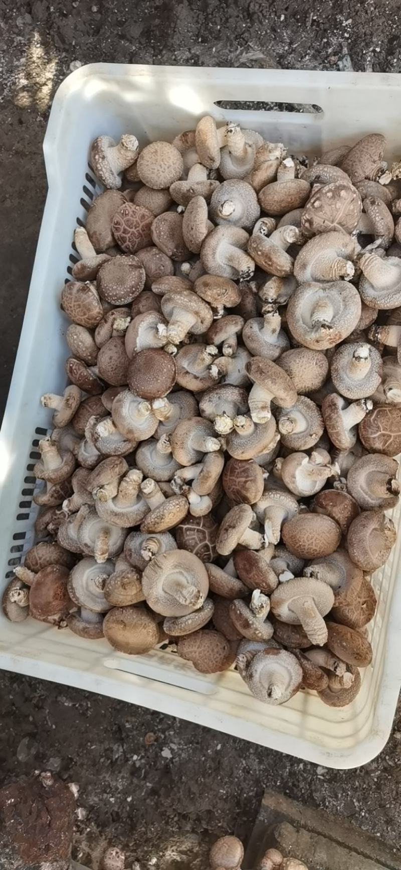自家种植基地采摘精品香菇已上市欢迎新老客户订购