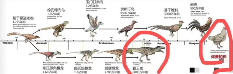 史前霸主的远房亲戚，横行果园的昆虫杀手！——果园跑地鸡！