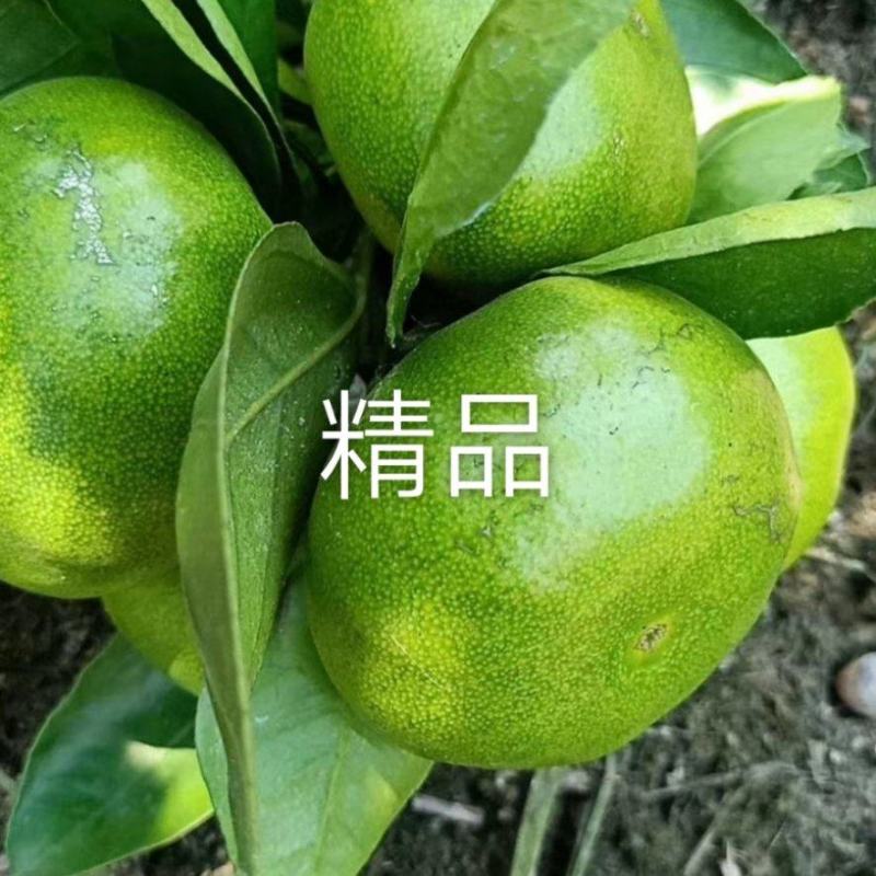 国庆一号蜜桔大量上市了