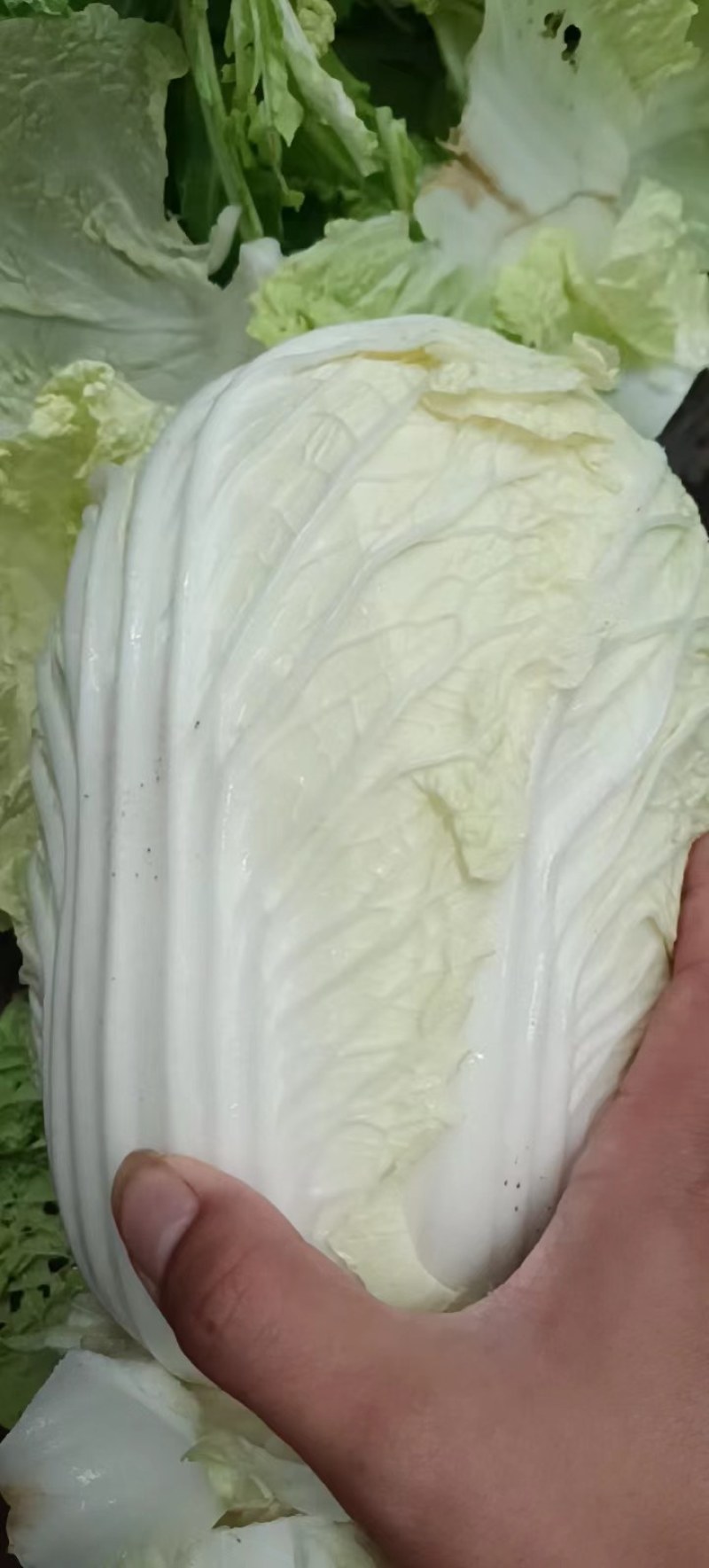 大量出货精品大白菜，3到5斤左右好货，货源充足