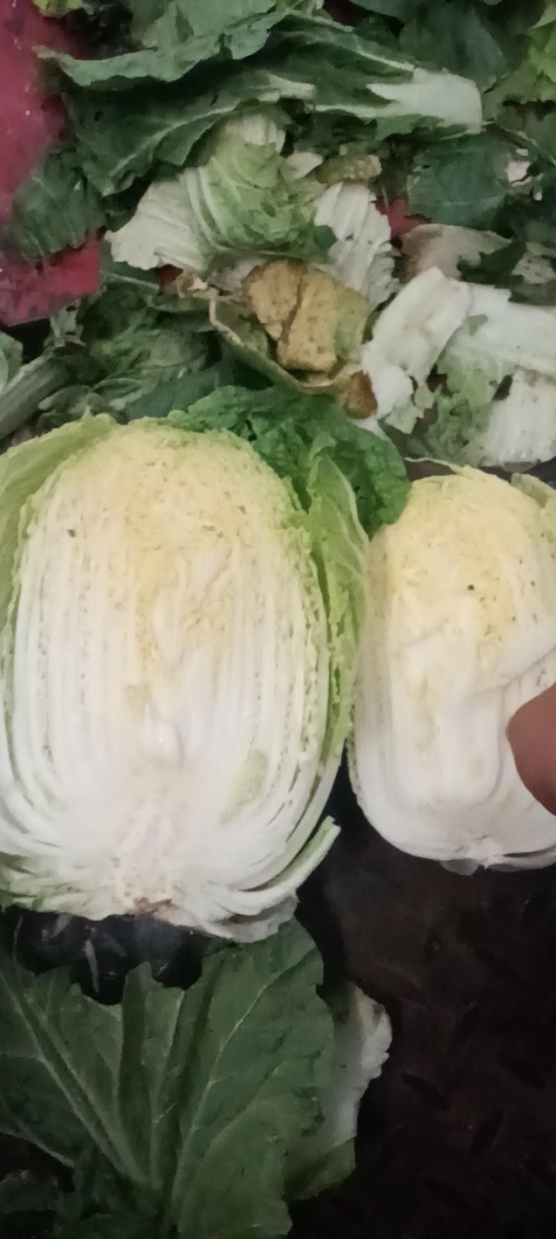 大量出货精品大白菜，3到5斤左右好货，货源充足