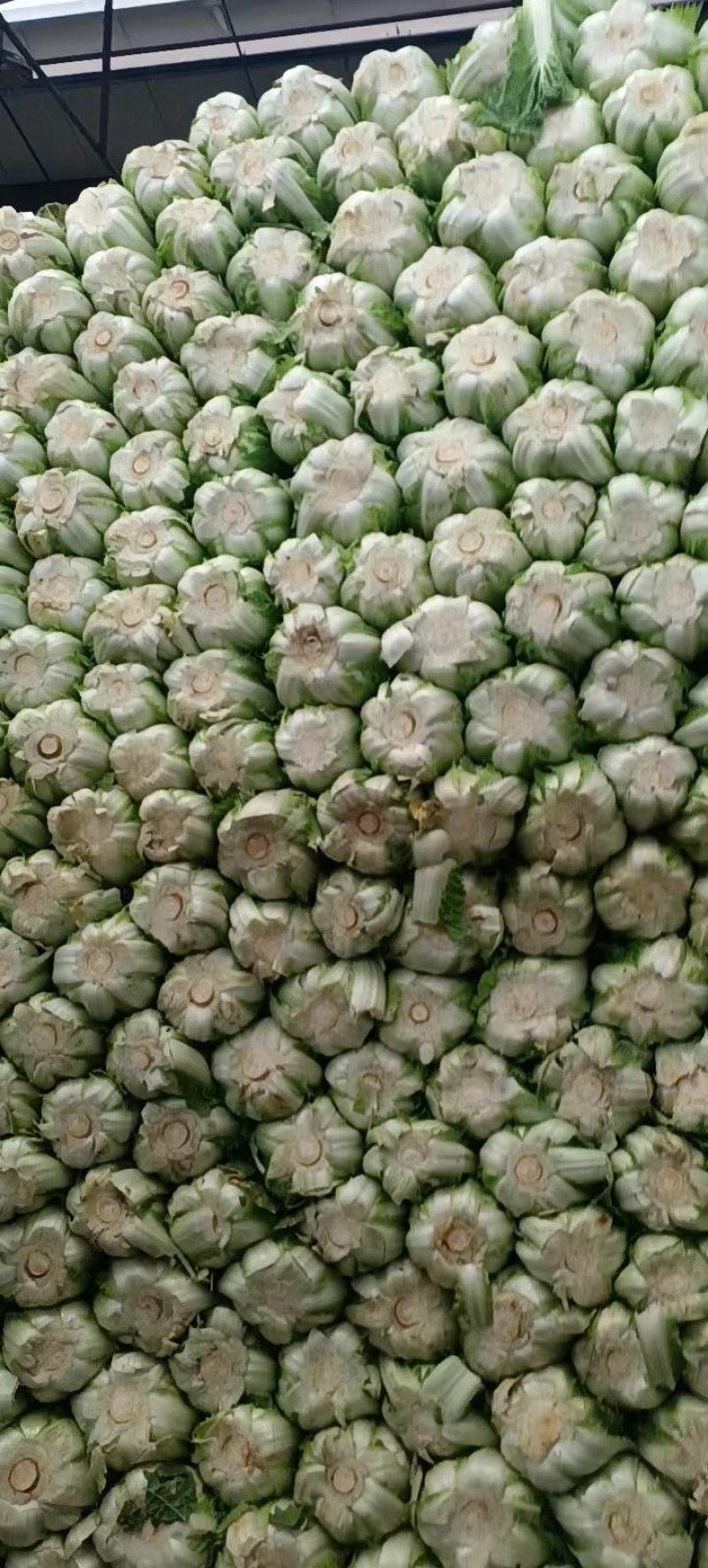 大量出货精品大白菜，3到5斤左右好货，货源充足