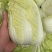 大量出货精品大白菜，3到5斤左右好货，货源充足