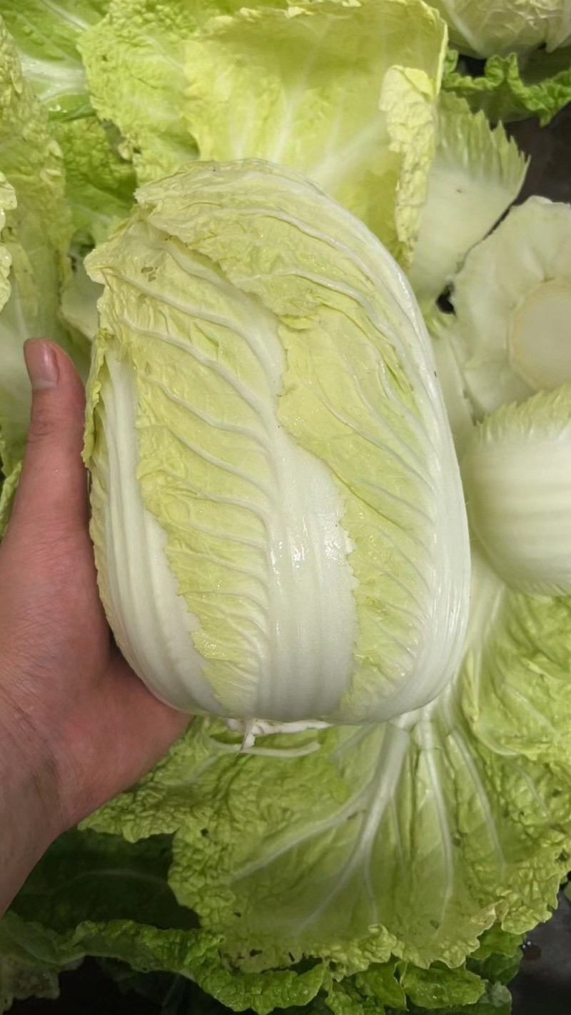 大量出货精品大白菜，3到5斤左右好货，货源充足