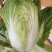 大量出货精品大白菜，3到5斤左右好货，货源充足
