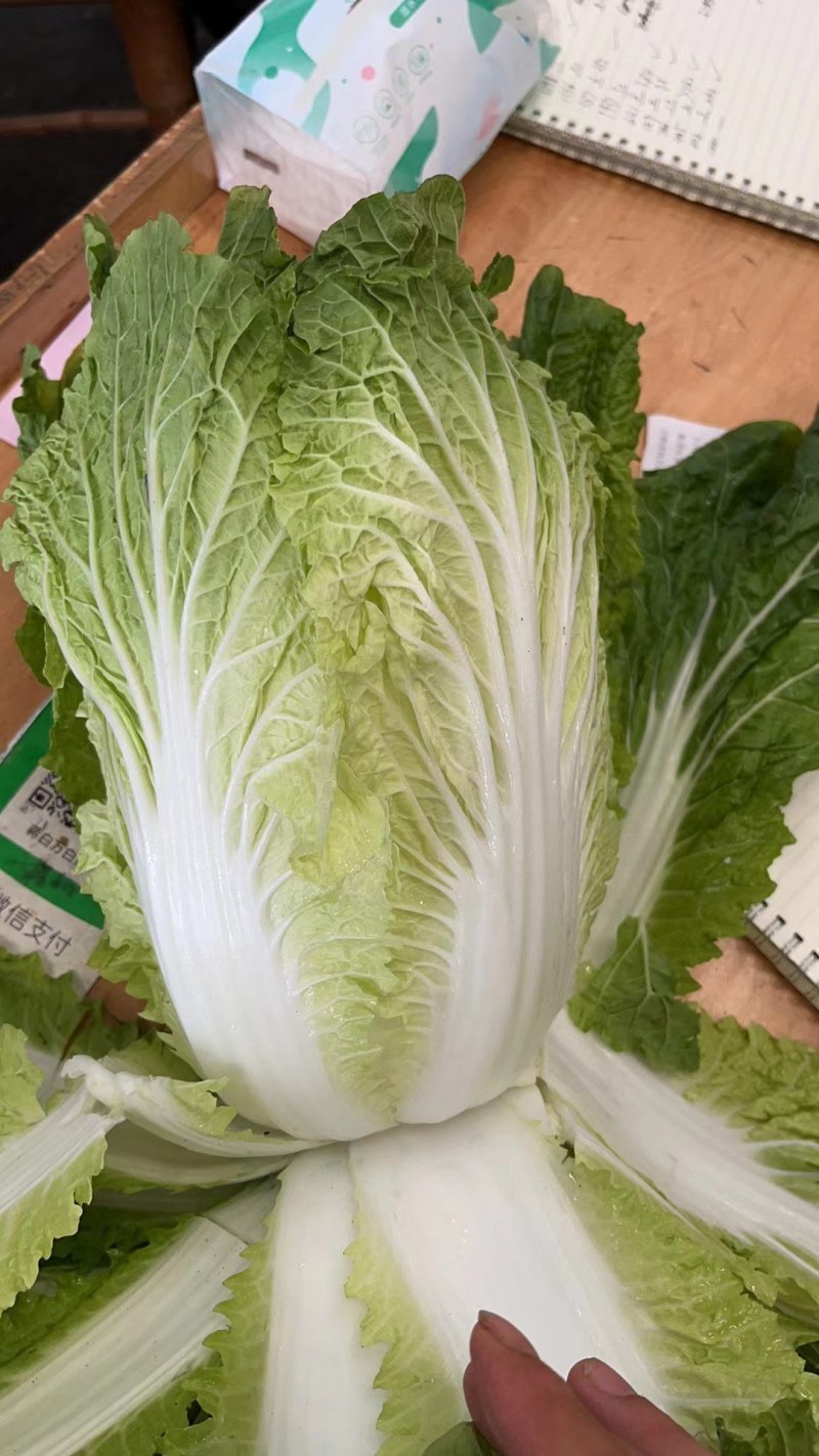 大量出货精品大白菜，3到5斤左右好货，货源充足