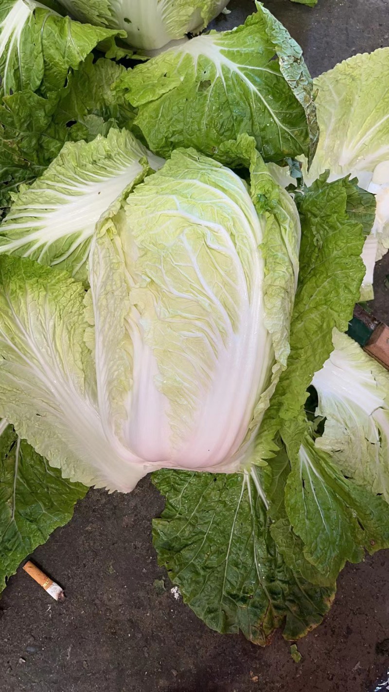 大量出货精品大白菜，3到5斤左右好货，货源充足