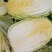 大量出货精品大白菜，3到5斤左右好货，货源充足