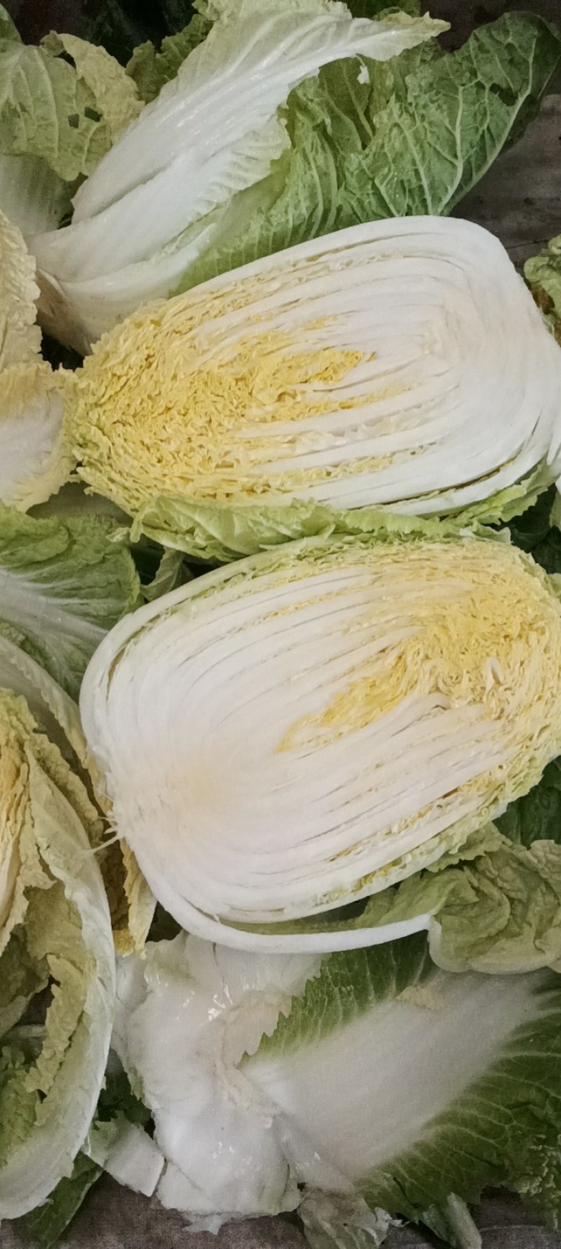 大量出货精品大白菜，3到5斤左右好货，货源充足