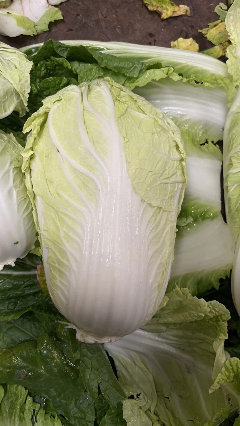 大量出货精品大白菜，3到5斤左右好货，货源充足