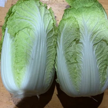 大量出货精品大白菜，3到5斤左右好货，货源充足