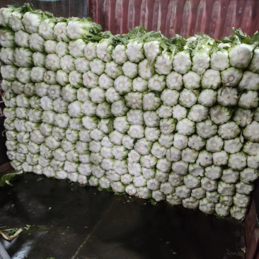 精品兰州大白菜大量有货