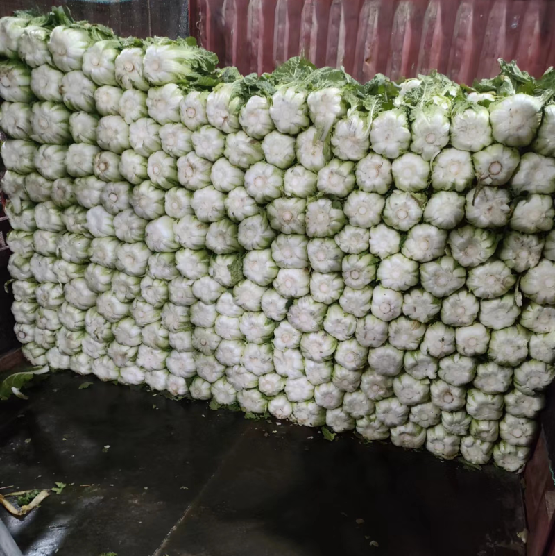 精品兰州大白菜大量有货