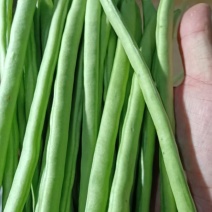 小金豆