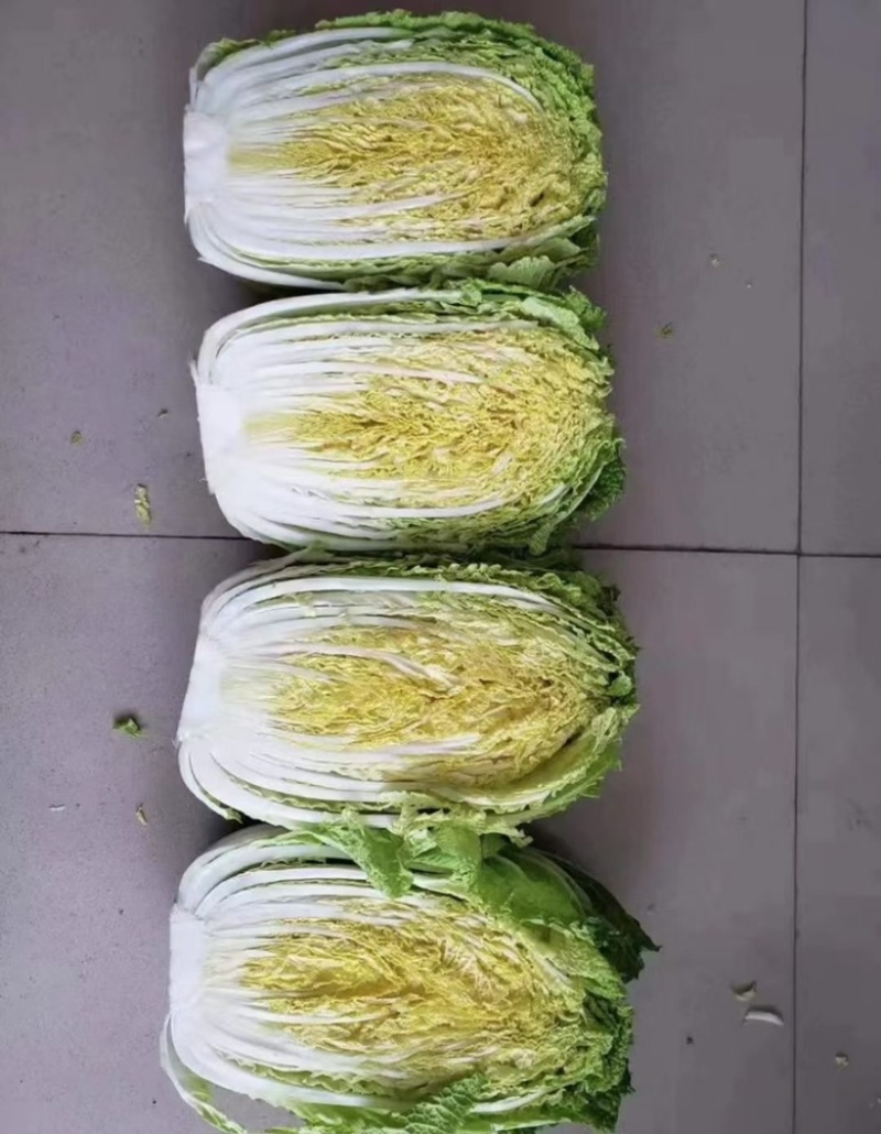 精品兰州大白菜大量有货