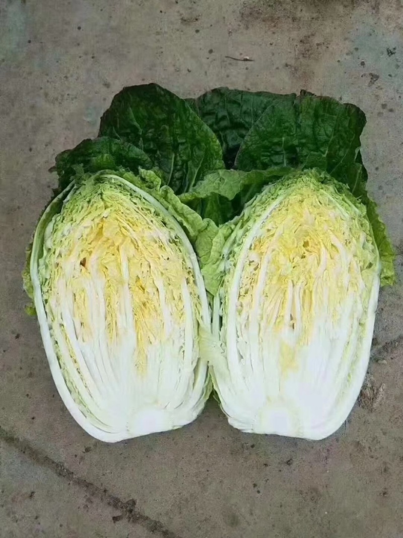 精品兰州大白菜大量有货