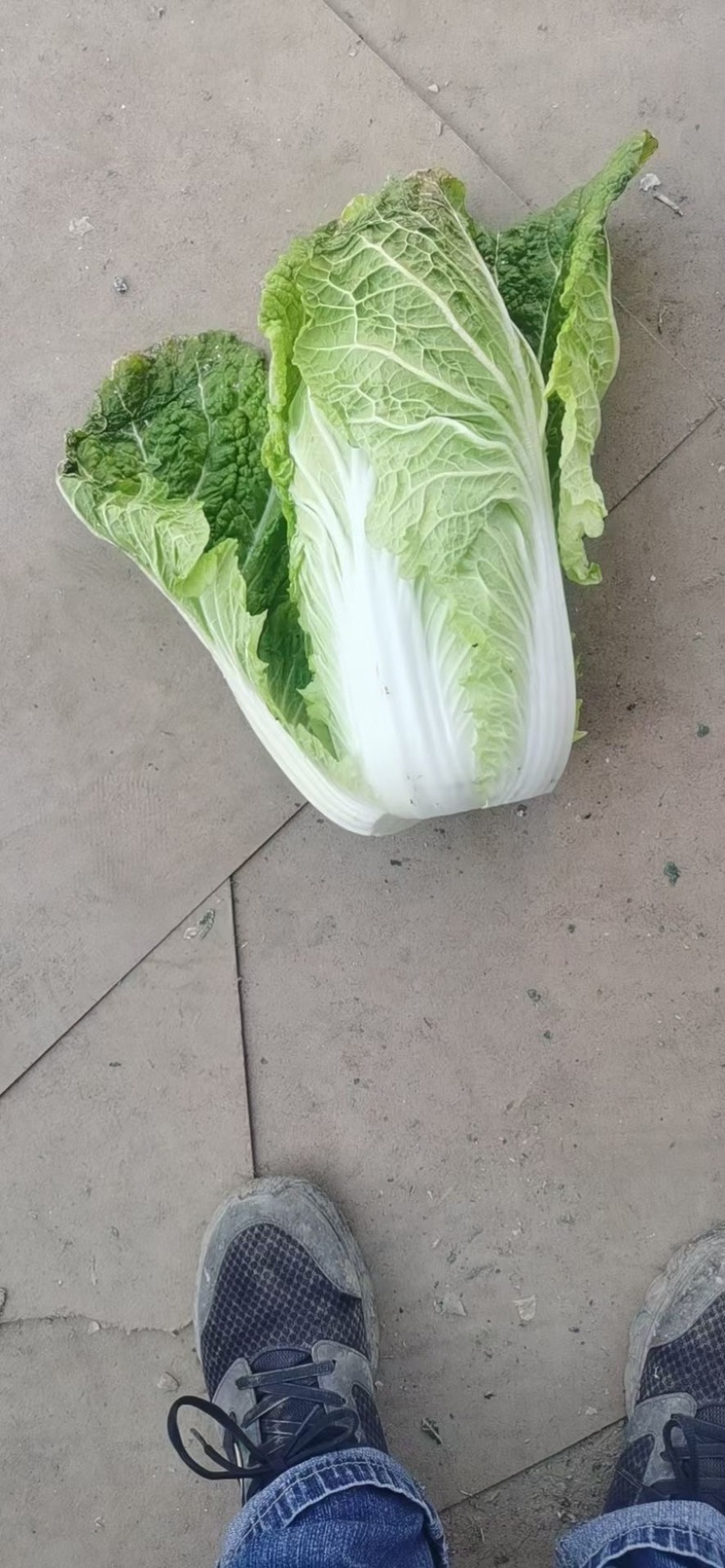 精品兰州大白菜大量有货