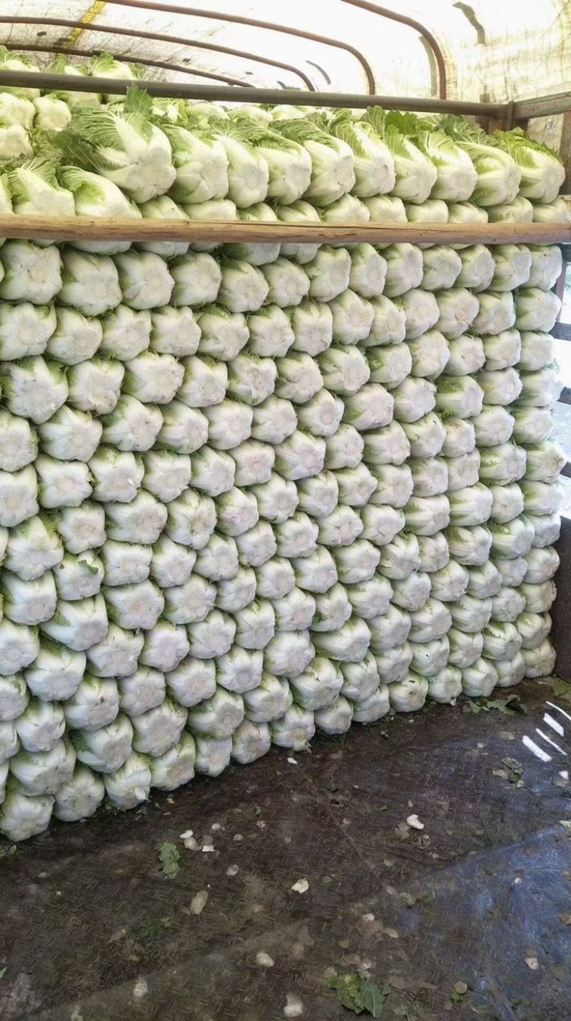 精品兰州大白菜大量有货